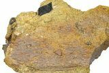 Dinosaur Bone Section and Gar Scale in Sandstone - Wyoming #370625-1